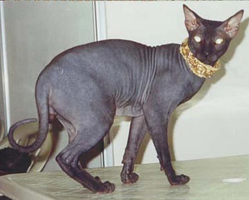 Кошки породы петерболд (петербургский сфинкс). История породы