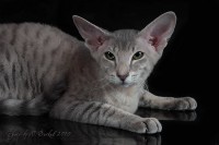 Сиамские и ориентальные кошки: 1009_9687
