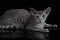 Сиамские и ориентальные кошки: 1009_9689