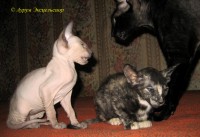 Сиамские и ориентальные кошки: 1012_017