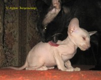 Сиамские и ориентальные кошки: 1012_019
