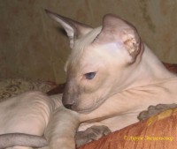 Сиамские и ориентальные кошки: 1103_012