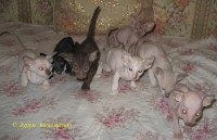 Сиамские и ориентальные кошки: 1104_003