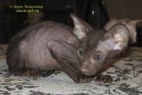 Сиамские и ориентальные кошки: 1105_019