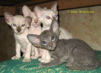 Сиамские и ориентальные кошки: 1105_026