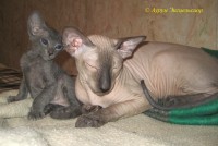 Сиамские и ориентальные кошки: 1105_030