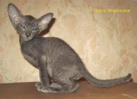 Сиамские и ориентальные кошки: 1106_007