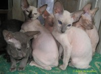 Сиамские и ориентальные кошки: 1106_013