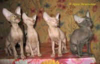 Сиамские и ориентальные кошки: 1107_014