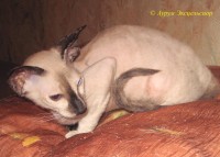Сиамские и ориентальные кошки: 1108_006