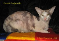 Сиамские и ориентальные кошки: 1203_021