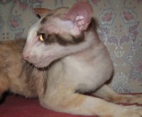 Сиамские и ориентальные кошки: 1203_027