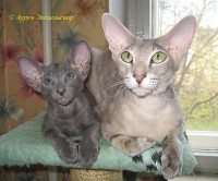 Сиамские и ориентальные кошки: 1205_023