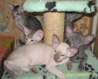 Сиамские и ориентальные кошки: 1205_029