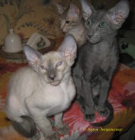 Сиамские и ориентальные кошки: 1206_003