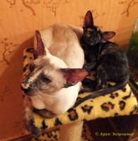 Сиамские и ориентальные кошки: 1208_001