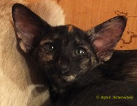 Петерболд фото: Персефона Aurum Excelsior. Ориентaльная кошка. Окрас черная черепаха