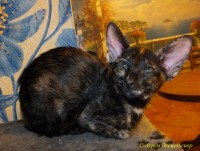 Петерболд фото: Персефона Aurum Excelsior. Ориентaльная кошка. Окрас черная черепаха
