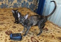Сиамские и ориентальные кошки: 1210_001