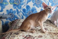 Сиамские и ориентальные кошки: 1303_003