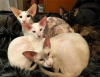 Сиамские и ориентальные кошки: 1307_005