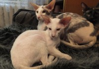 Сиамские и ориентальные кошки: 1307_006