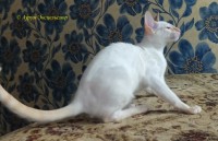 Сиамские и ориентальные кошки: 1308_004