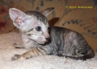 Сиамские и ориентальные кошки: 1309_002