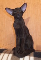 Петерболд фото: Мира. Ориентaльная кошка. Окрас гавана (шоколадный окрас) ORI b