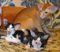 Сиамские и ориентальные кошки: 1310_018