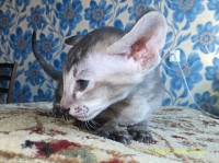 Продается котенок петерболд, петербургский сфинкс