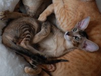 Сиамские и ориентальные кошки: 1406_015