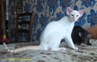 Сиамские и ориентальные кошки: 1501_011