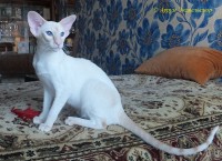 Сиамские и ориентальные кошки: 1501_014