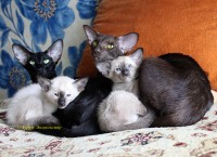 Сиамские и ориентальные кошки: 1607_003