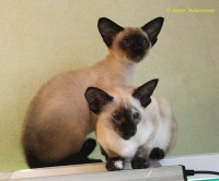 Сиамские и ориентальные кошки: 1607_019
