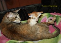 Сиамские и ориентальные кошки: 1610_007