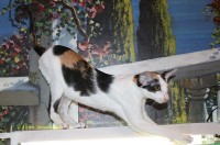 Сиамские и ориентальные кошки: 1611_008