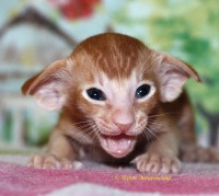 Петерболд фото: Сиамские и ориентальные котята питомника Аурум Эксцельсиор