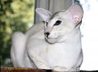 Петерболд фото: Сиамские и ориентальные котята питомника Аурум Эксцельсиор