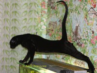 Петерболд фото: Odin Aurum Excelsior. Ориентальный черный кот.