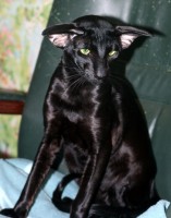 Петерболд фото: Odin Aurum Excelsior. Ориентальный черный кот.