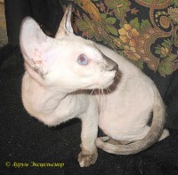Сиамские и ориентальные кошки: a0209_014