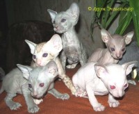 Сиамские и ориентальные кошки: a0305_004