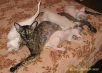 Сиамские и ориентальные кошки: a0309_060