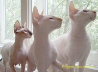 Сиамские и ориентальные кошки: a0805_729