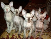 Сиамские и ориентальные кошки: a0806_007