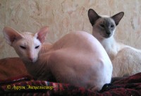 Сиамские и ориентальные кошки: a0909_074
