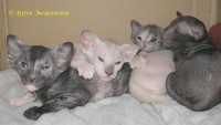 Сиамские и ориентальные кошки: a1108_054