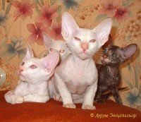 Сиамские и ориентальные кошки: au06_1389